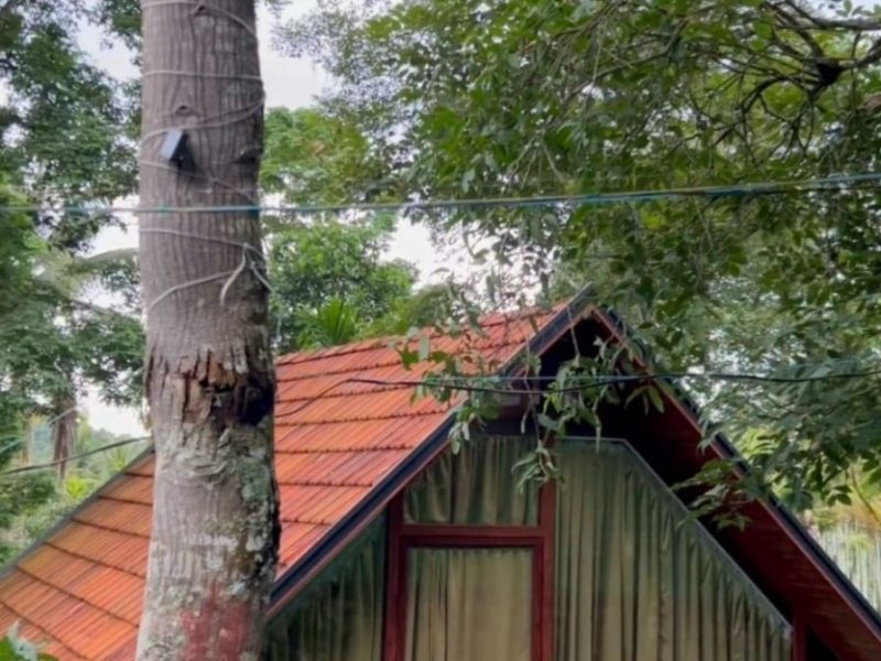 Wayanad jungle stay
