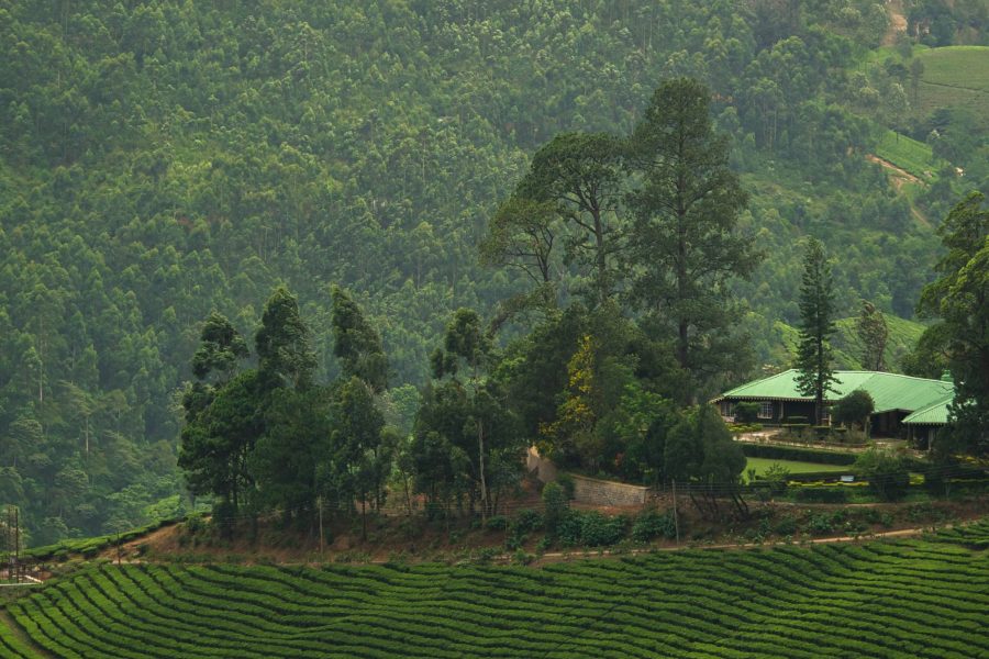 Peaceful Mountain Estate Bungalow in Nature near Munnar
