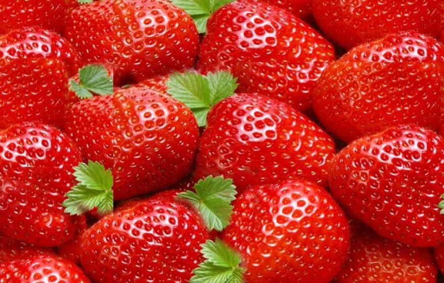 Strawberry Farm Tour Near Mahabaleshwar