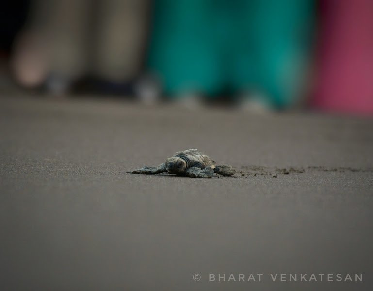 Velas Turtle Festival Tour 2026 From Mumbai