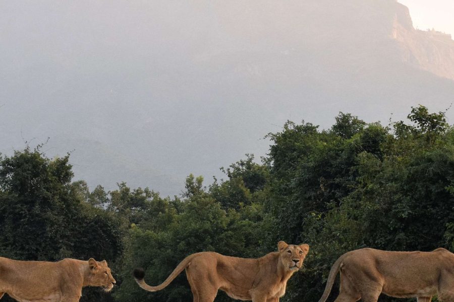 Gir Farm Stay