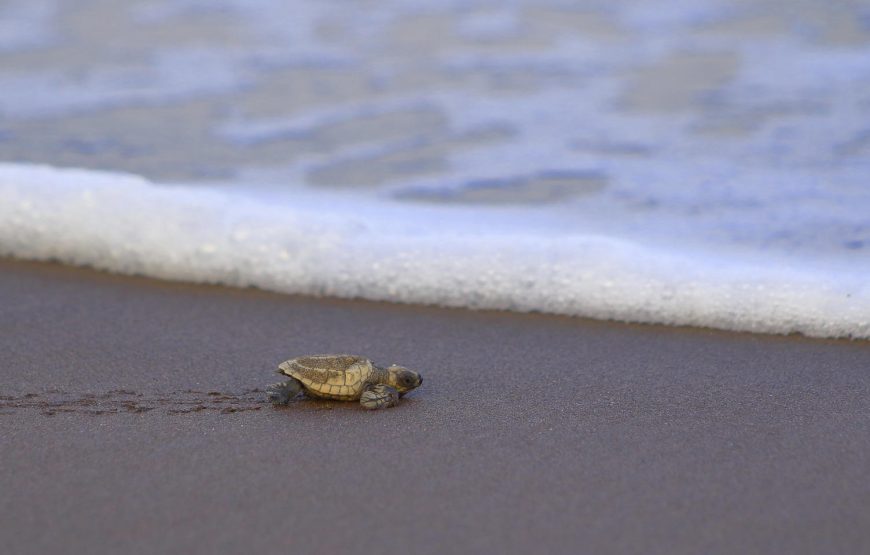 Velas Turtle Festival Tour 2026 From Mumbai