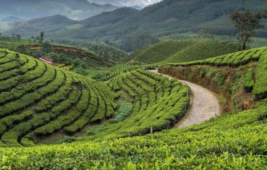 Kerala Tour from Mumbai – Munnar  Thekkady – Alleppey