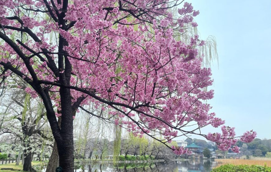 Cherry Blossom Special Japan Backpacking Tour