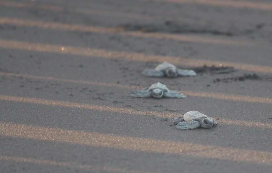 Guhagar Turtle Festival Tour