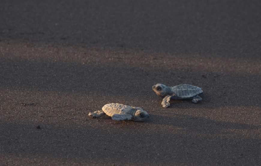 Guhagar Turtle Festival Tour