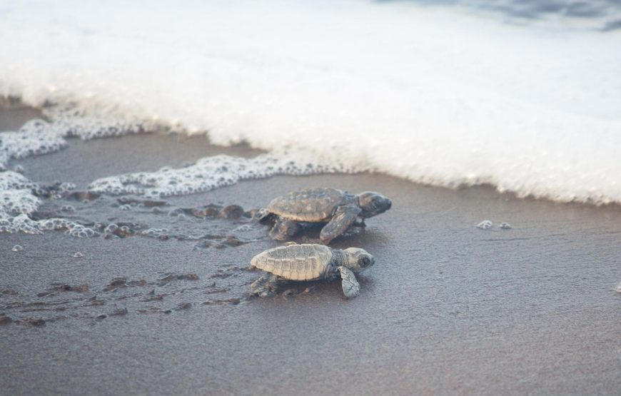 Guhagar Turtle Festival Tour