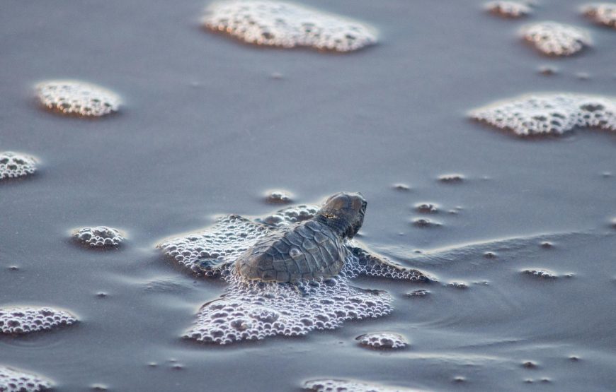 Guhagar Turtle Festival Tour