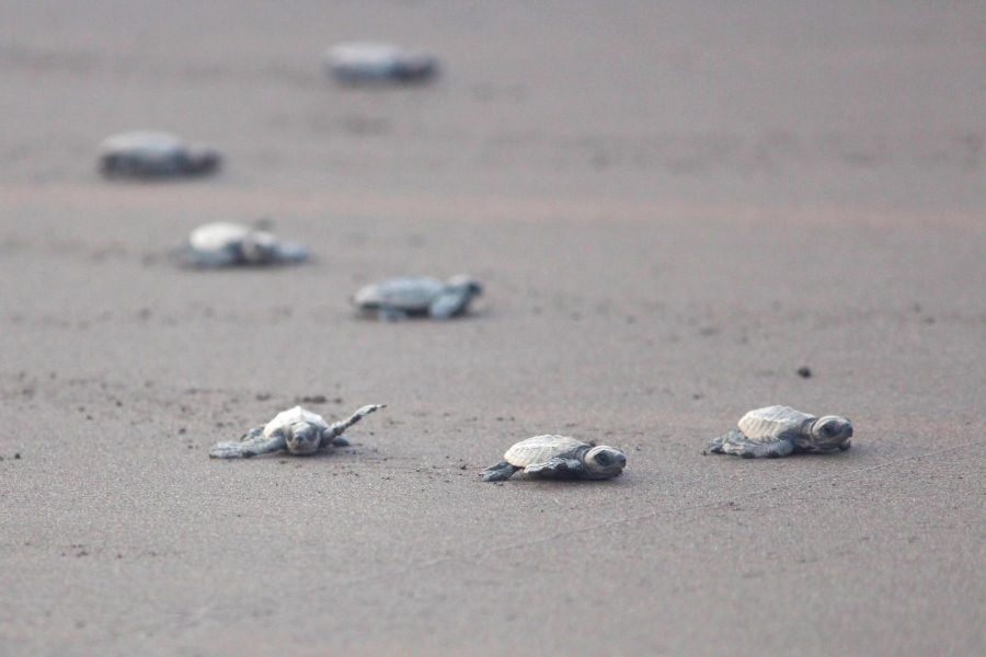 Guhagar Turtle Festival Tour