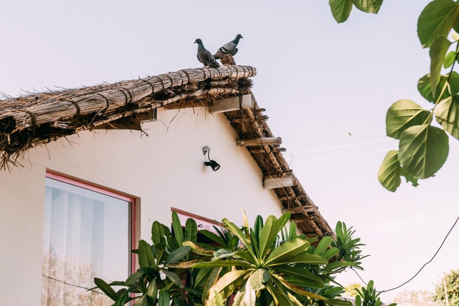 Luxury Retreat with Pool and Garden | 5BHK Villa