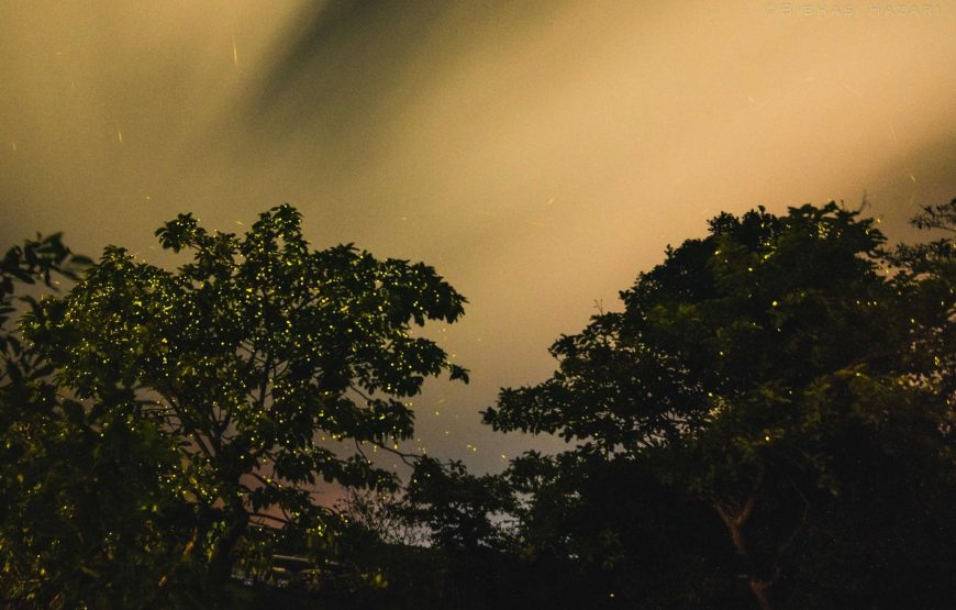 Bhandardara Fireflies Special Camping From Pune