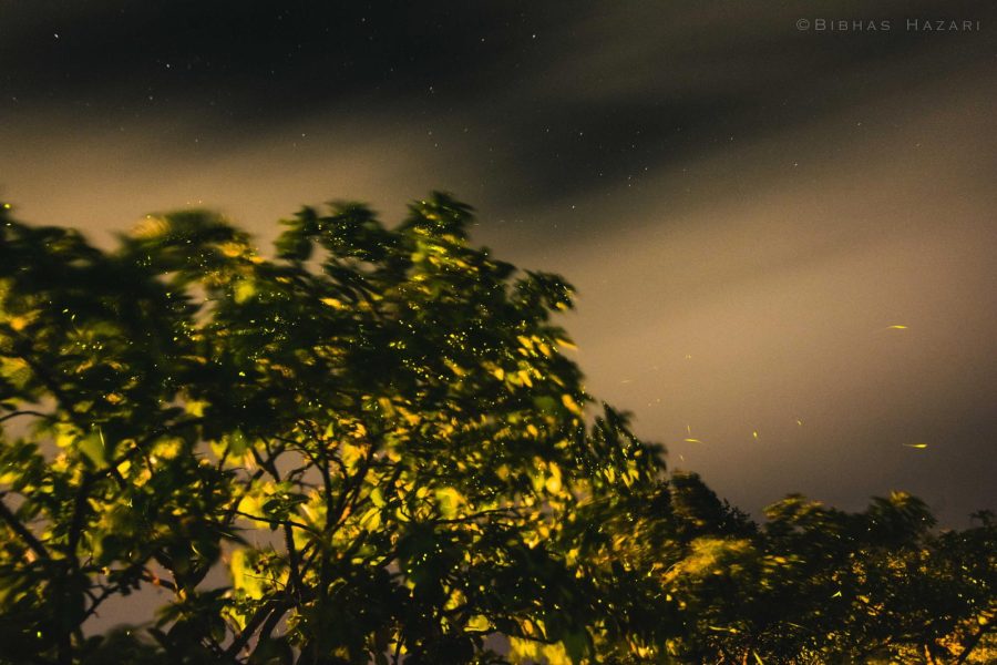 Purushwadi Fireflies Festival 2026