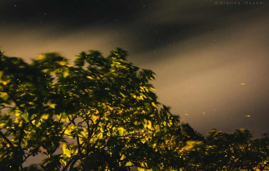 Bhandardara Fireflies Special Camping From Pune