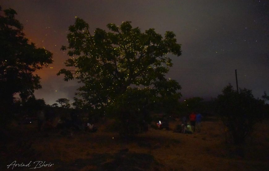 Bhandardara Fireflies Festival Special Camping 2026