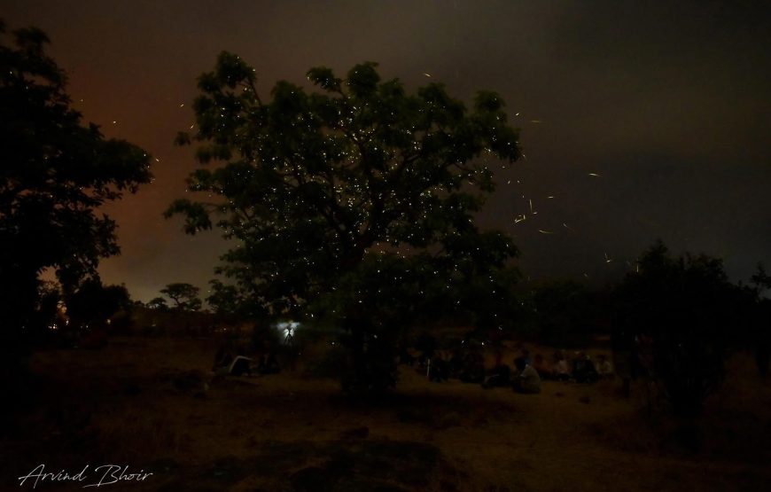 Bhandardara Fireflies Special Camping From Pune