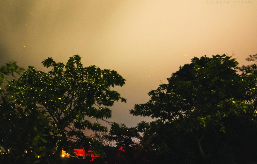 Bhandardara Fireflies Festival Special Camping 2026