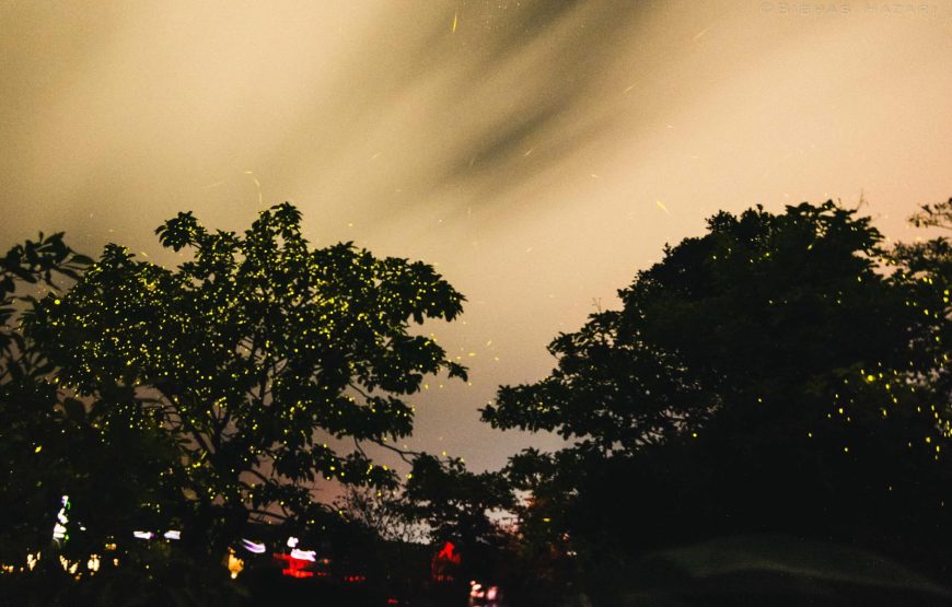 Bhandardara Fireflies Festival Special Camping 2026