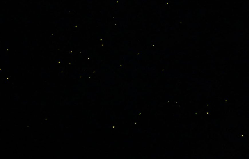 Purushwadi Fireflies Festival 2026