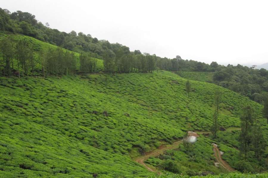 Wayanad Green Paradise Tour