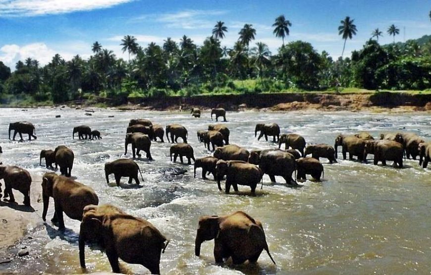 Sri Lanka Backpacking Tour From Mumbai