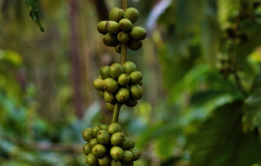 Coorg Backpacking Trip