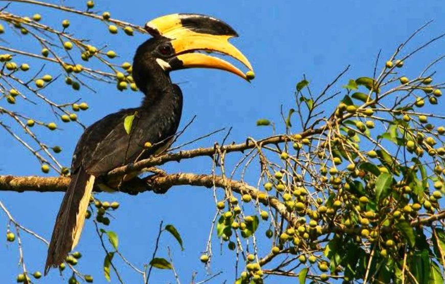 Dandeli Forest Adventure Tour