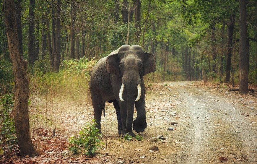 Dandeli Forest Adventure Tour