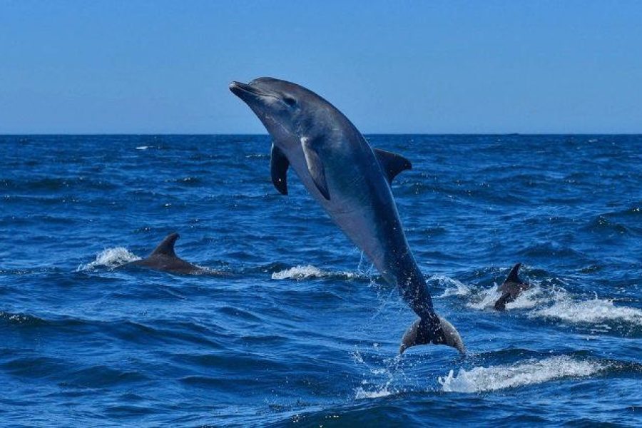 Dolphin Safari – Anjarle Tour