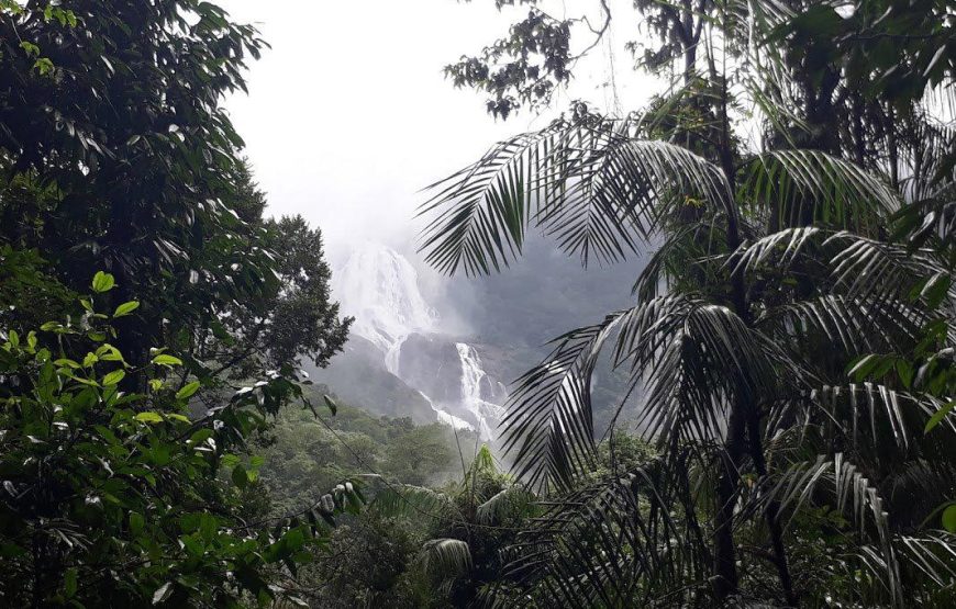 Dudhsagar Waterfall and Tambdi Surla Waterfall Trek