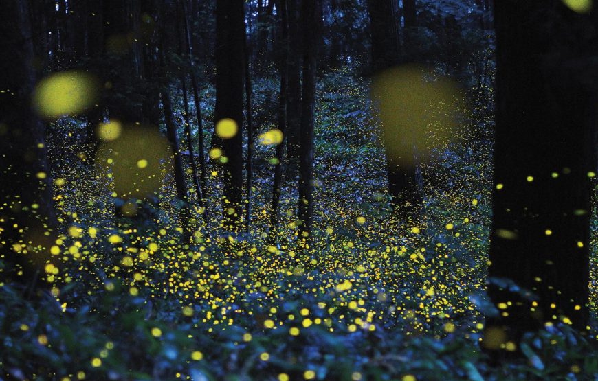 Bhandardara Fireflies Festival Special Camping 2026