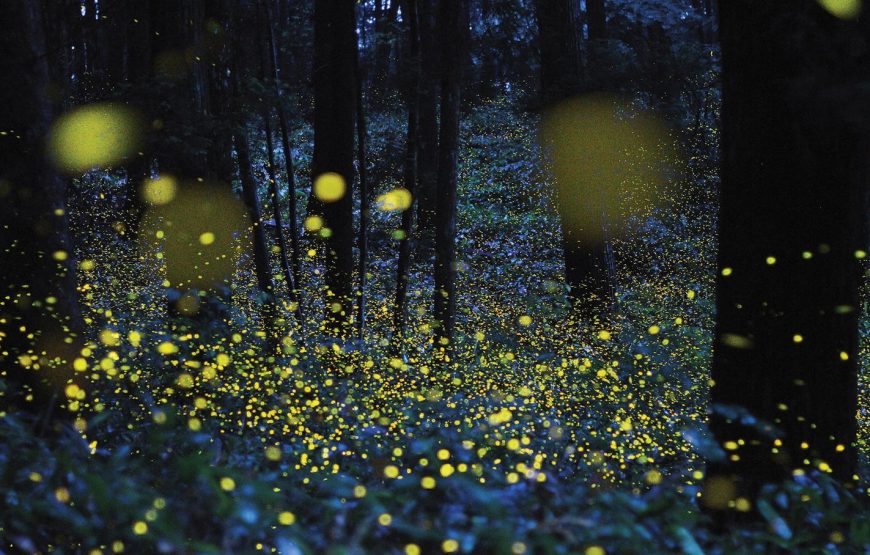 Bhandardara Fireflies Special Camping From Pune