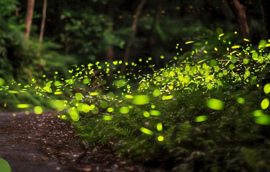 Bhandardara Fireflies Festival Special Camping 2026