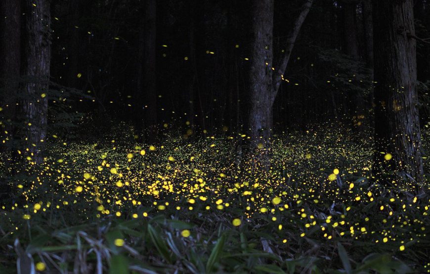 Bhandardara Fireflies Festival Special Camping 2026