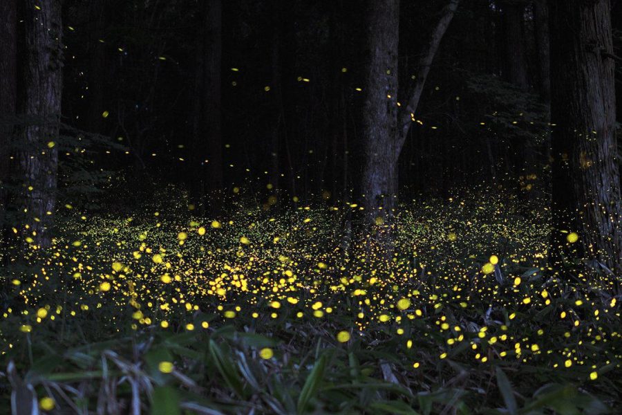 Rajmachi Fireflies Special Trek