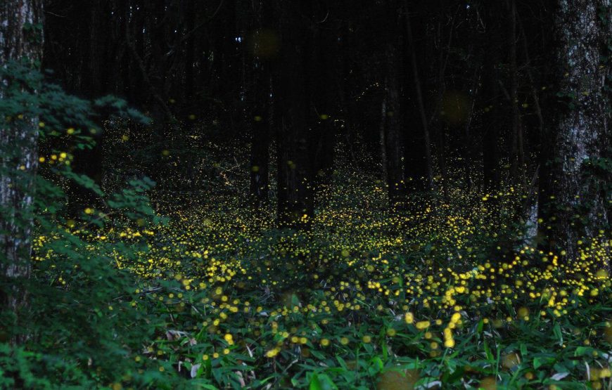 Bhandardara Fireflies Festival Special Camping 2026