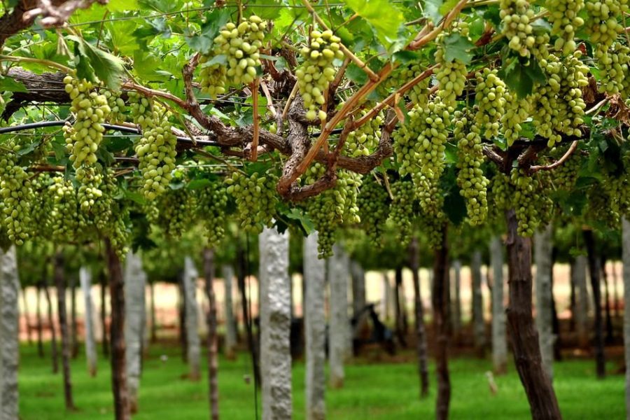 Sula Vineyards Tour