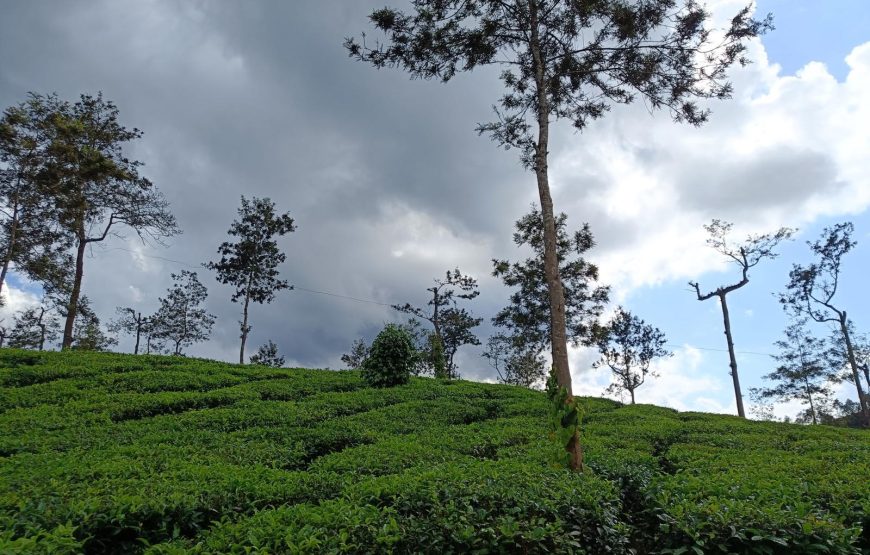 Wayanad Green Paradise Tour