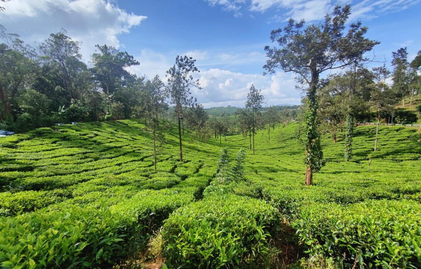 Wayanad Green Paradise Tour
