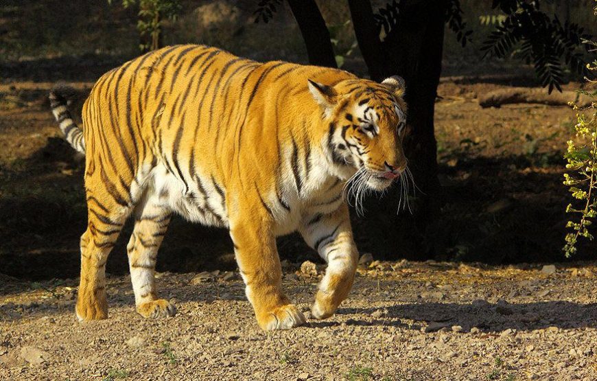 Tadoba Wildlife Jungle Safari