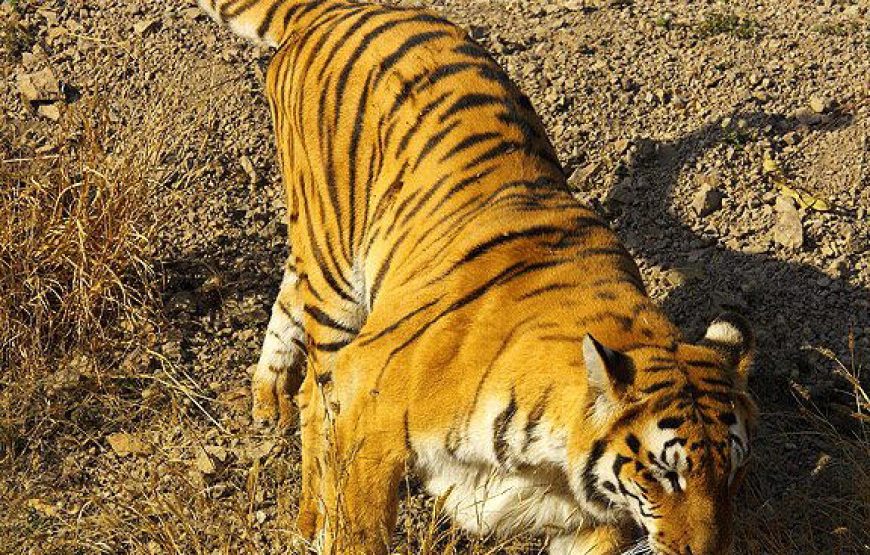 Tadoba Wildlife Jungle Safari