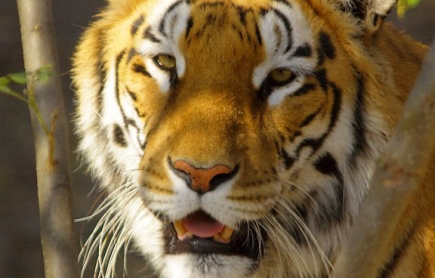 Tadoba Wildlife Jungle Safari – Core Zone Special