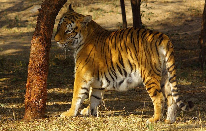 Tadoba Wildlife Jungle Safari