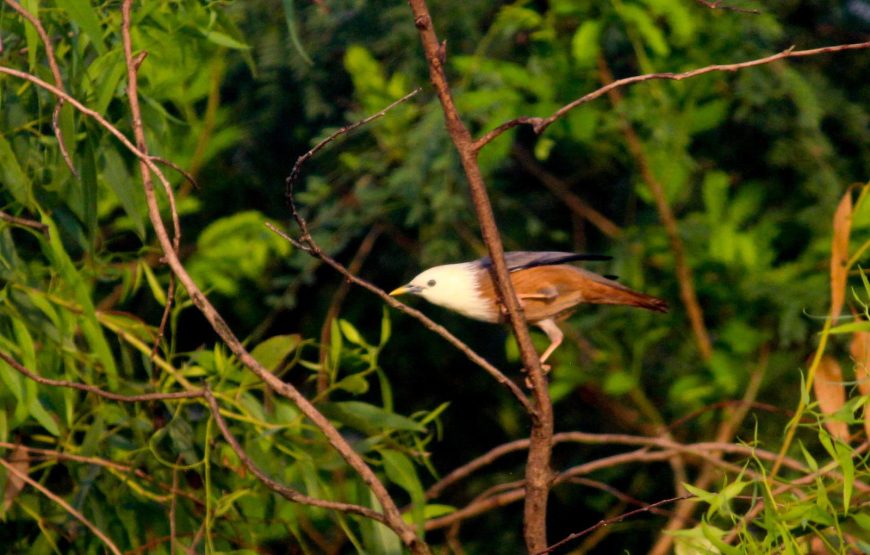 Flamingo Boat Safari at Bhandup Mangroves