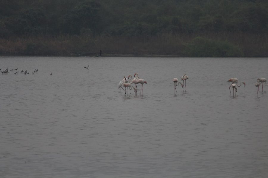 Flamingo Boat Safari at Bhandup Mangroves