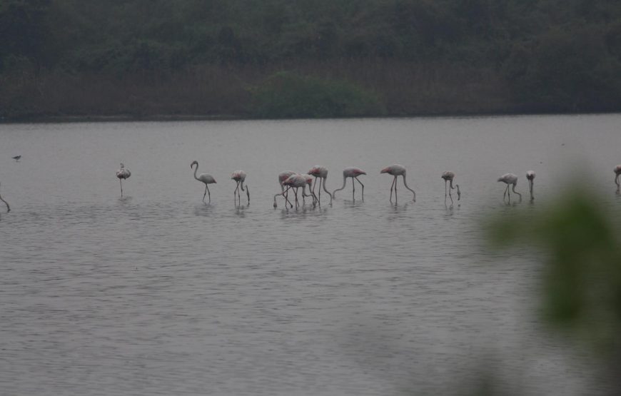 Flamingo Boat Safari at Bhandup Mangroves