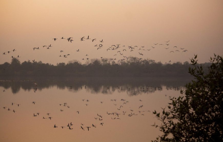 Flamingo Boat Safari at Bhandup Mangroves