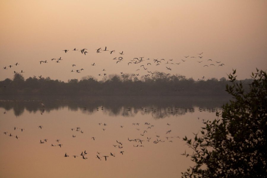 Nanhe Musafir – Flamingo Boat Safari