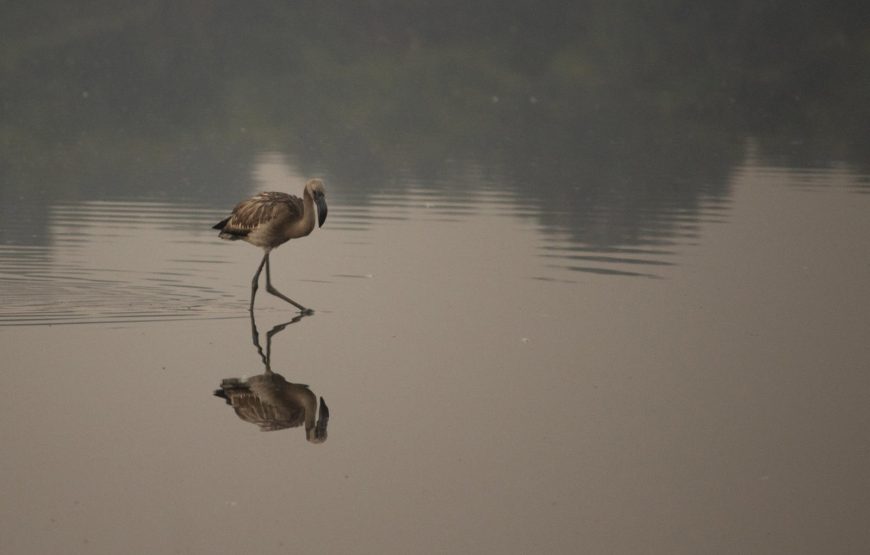 Flamingo Boat Safari at Bhandup Mangroves
