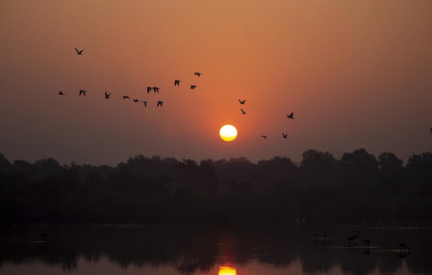 Flamingo Boat Safari at Bhandup Mangroves