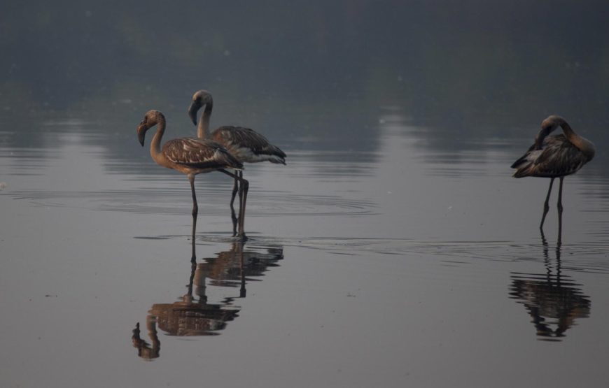 Flamingo Boat Safari at Bhandup Mangroves